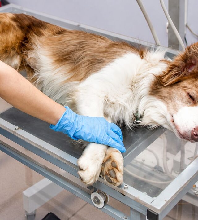 dog chest x ray