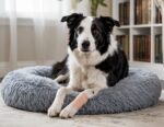 dog leg amputation