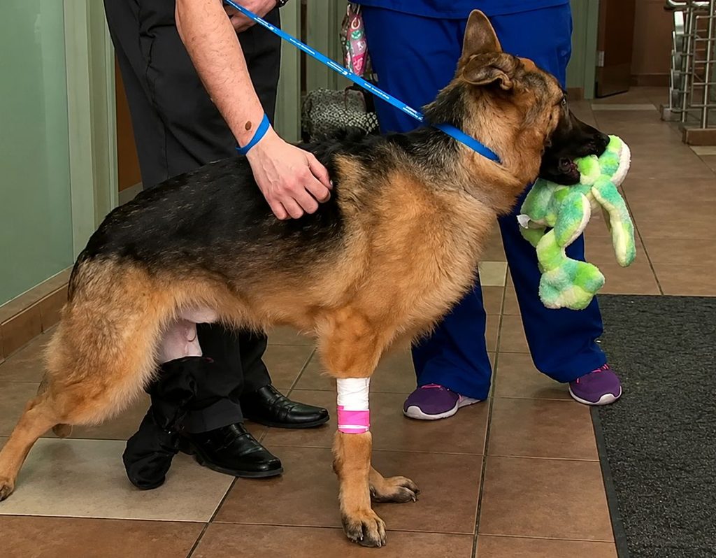 dog leg amputation recovery