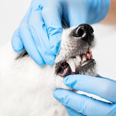 dog tooth extraction
