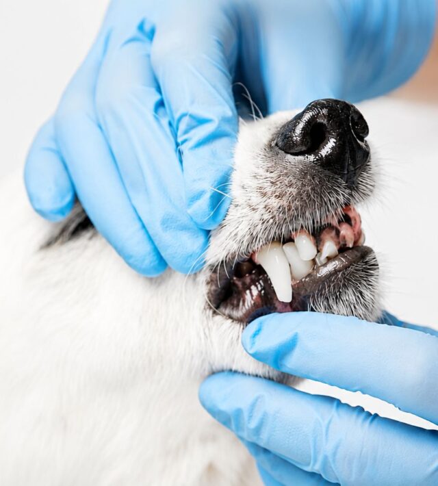 dog tooth extraction