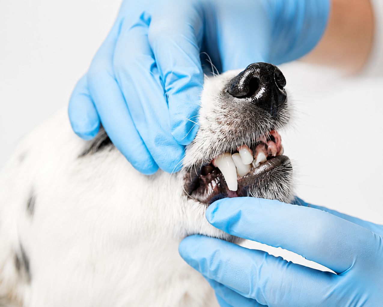 dog tooth extraction