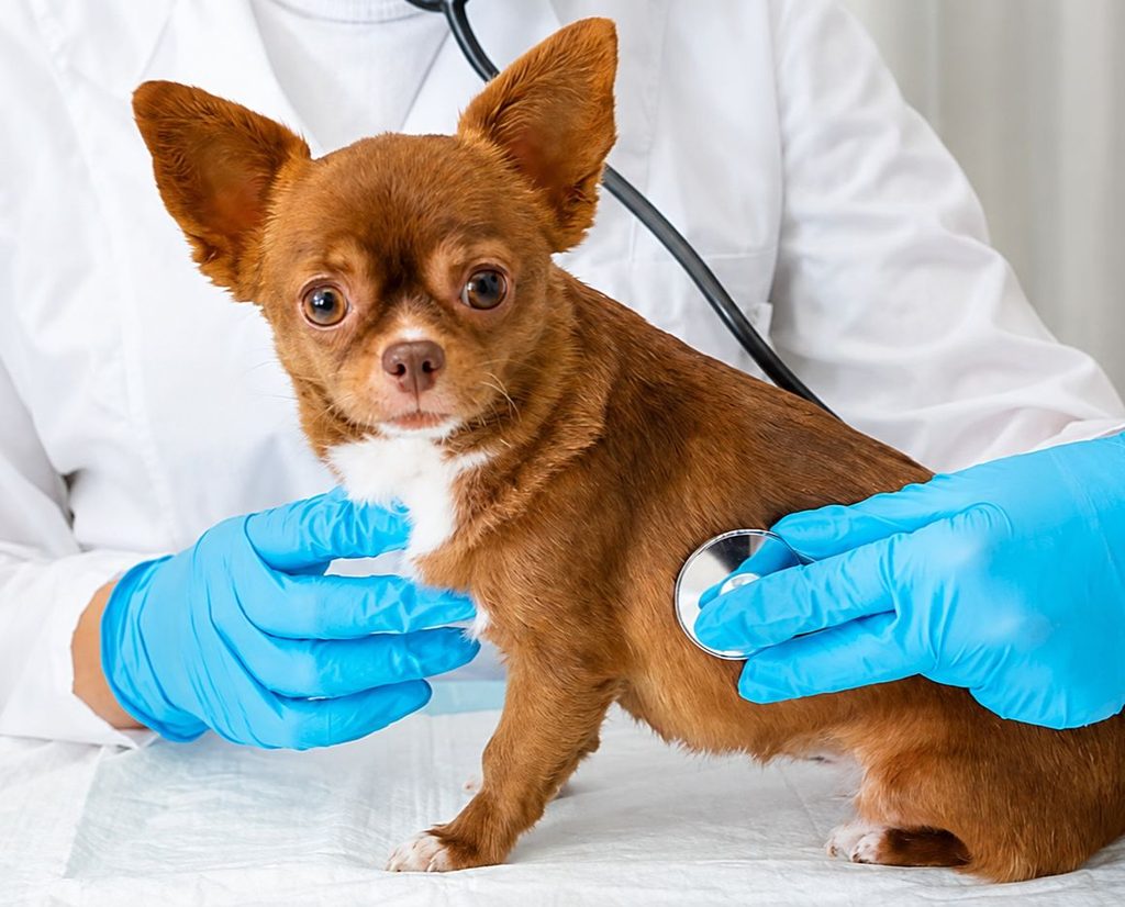 puppy wellness check