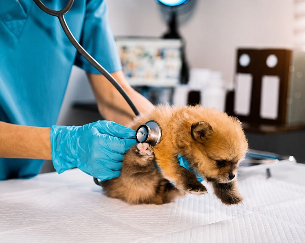 puppy wellness exam