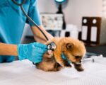 puppy wellness exam
