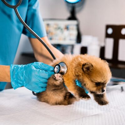 puppy wellness exam