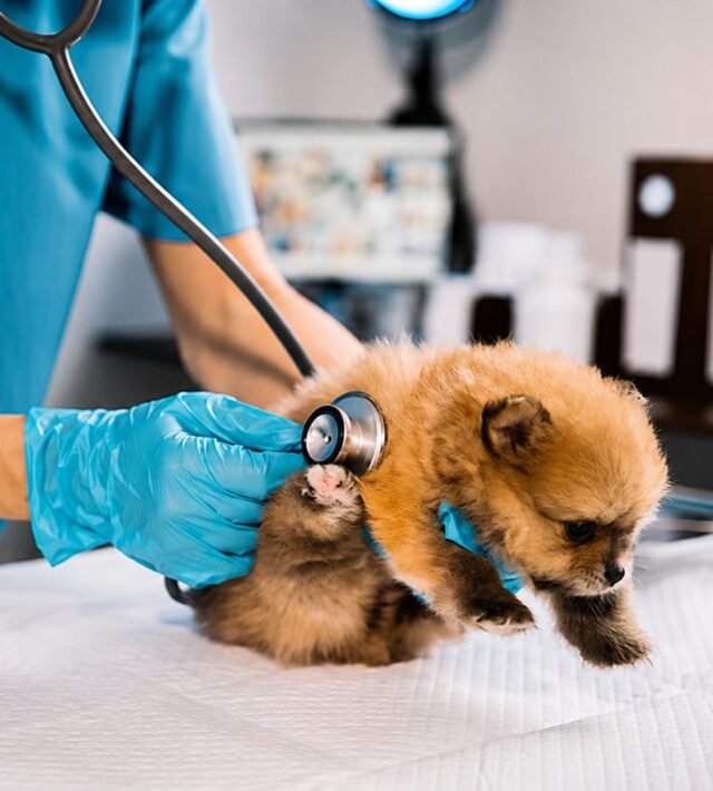 puppy wellness exam
