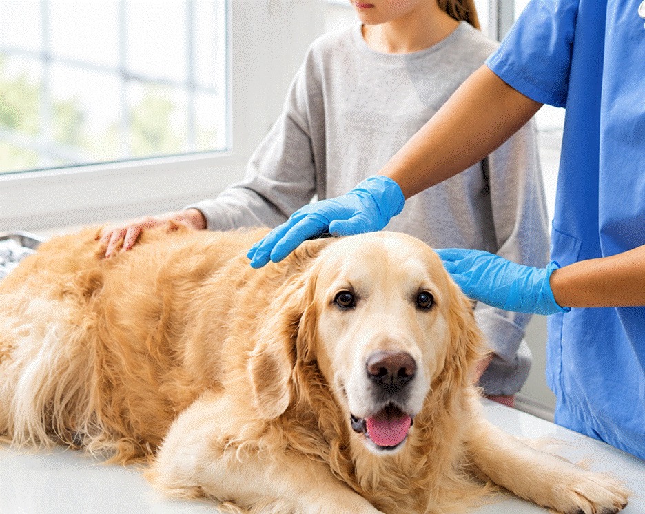bladder stone surgery for dogs