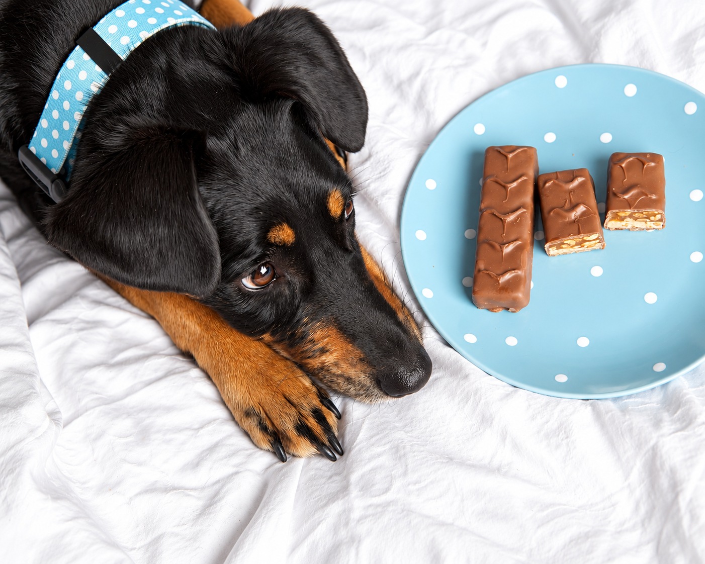 chocolate toxicity for dogs