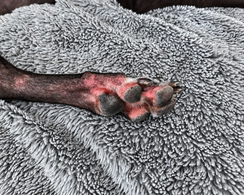 dog with fall allergies