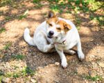 ragweed allergy in dogs