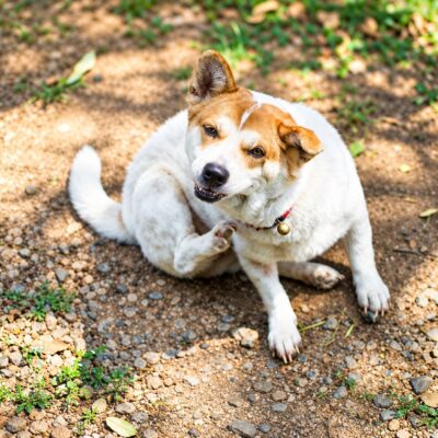 ragweed allergy in dogs