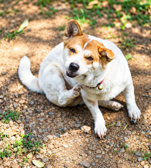 ragweed allergy in dogs