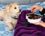 what are signs of chocolate poisoning in dogs