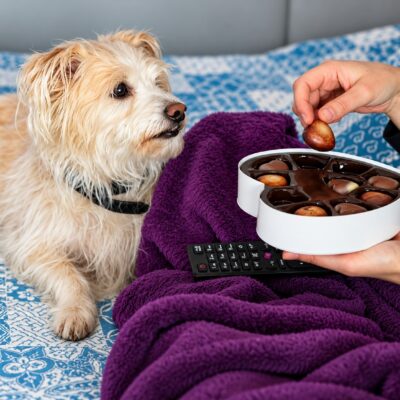 what are signs of chocolate poisoning in dogs
