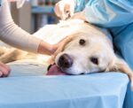 what is a cystotomy