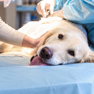 what is a cystotomy