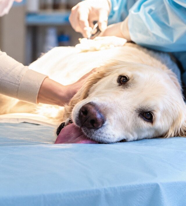 what is a cystotomy
