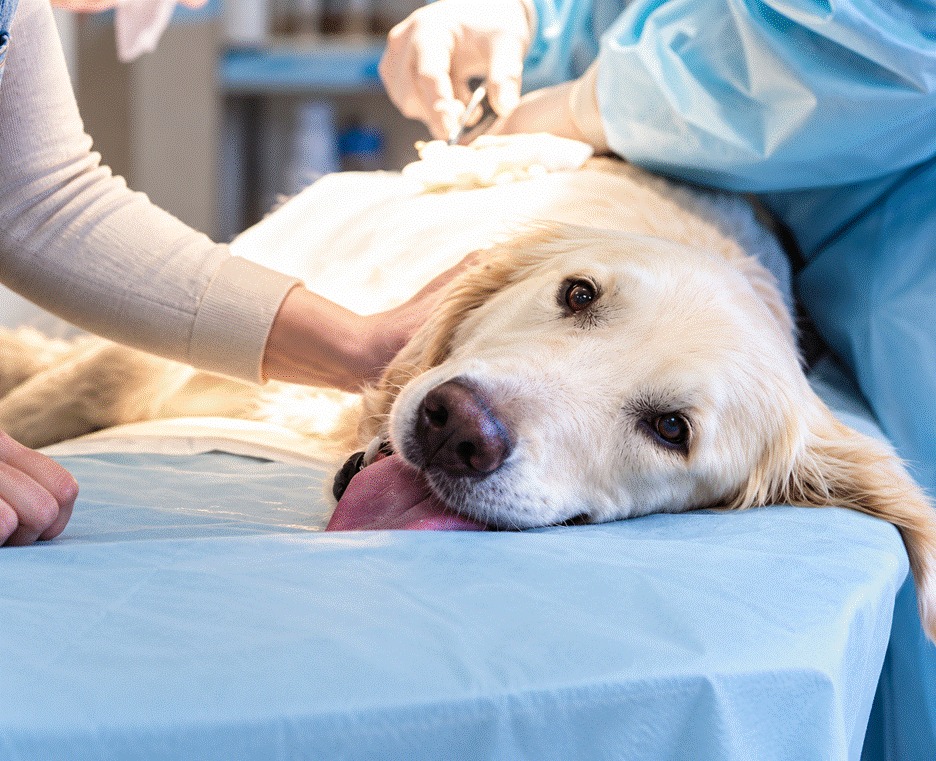 what is a cystotomy